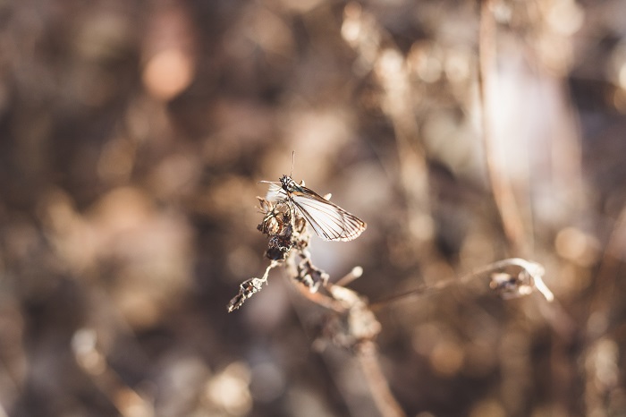 Mosquito-Beating Battle: Mosquito Attracting Lights vs. Mosquito Nets